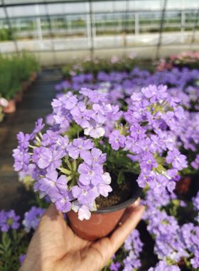 淡蓝美女樱盆栽苗多年生耐寒耐热花卉花期超长可垂吊养护阳台庭院