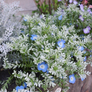 银叶喜林草盆栽苗 庭院阳台花卉耐寒盆栽绿植 铂金天空粉蝶花