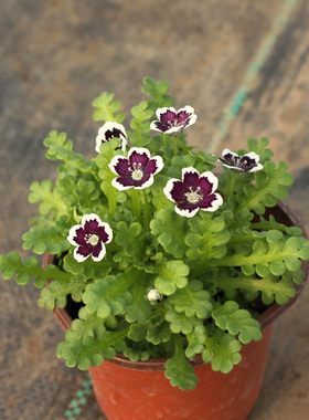 喜林草黑便士盆栽苗 黑色花 独特花色花境植物 耐寒花卉 10CM盆苗