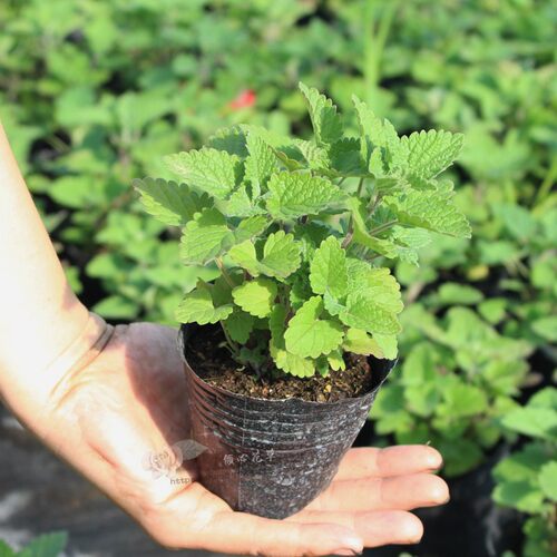 猫薄荷草盆栽植物苗素材模板 猫薄荷草盆栽植物苗图片下载 小麦优选