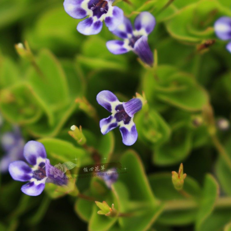 铺地莲/圆叶母草盆栽苗地被开花植物 匍匐生长可垂吊耐热小花绿植