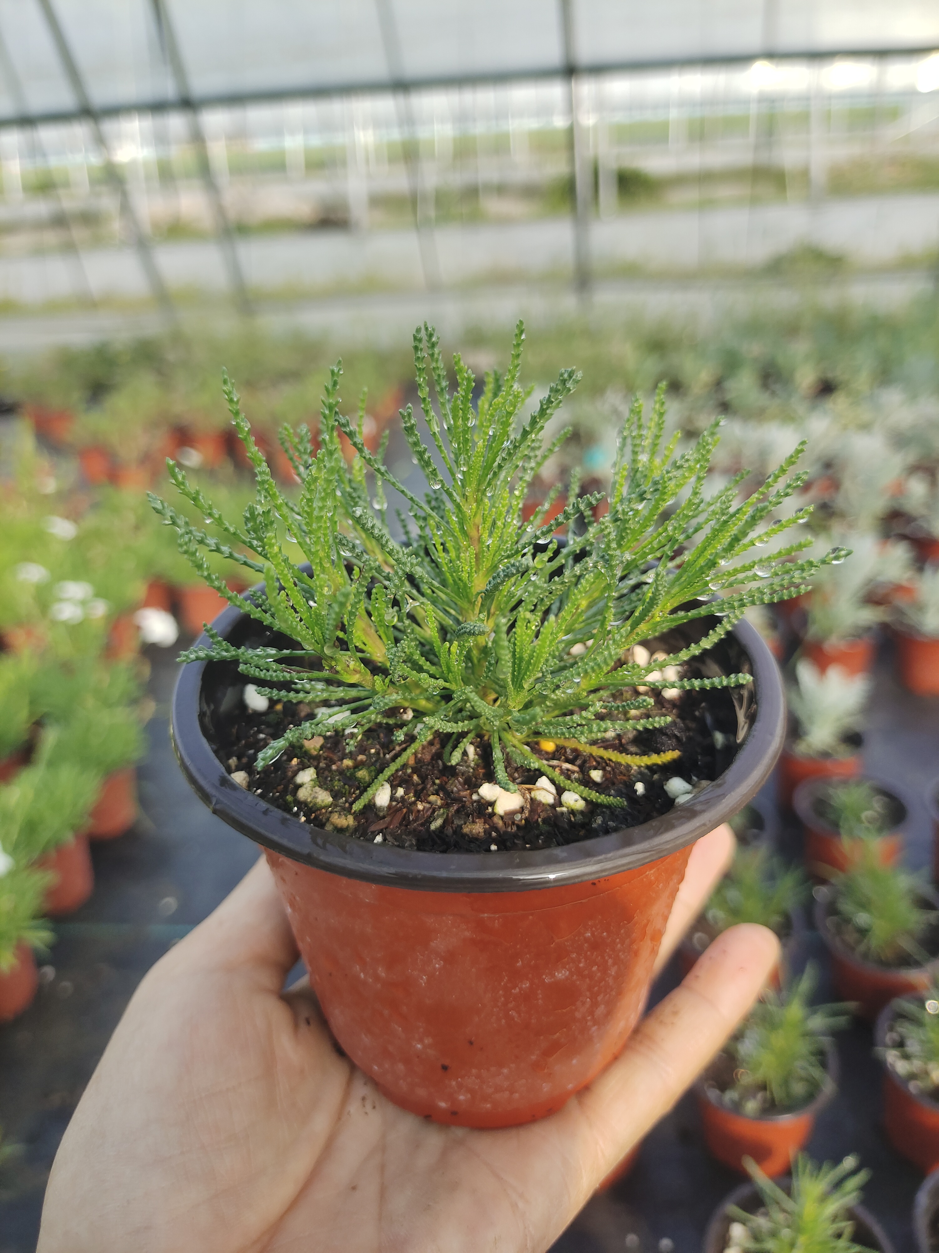 艾伦绵杉菊盆栽苗叶片清香耐寒耐热宿根芳香植物庭院阳台组盆花卉