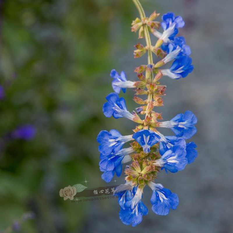 天蓝鼠尾草盆栽苗 阳台庭院 多年生耐寒耐热花镜植物 蓝色花