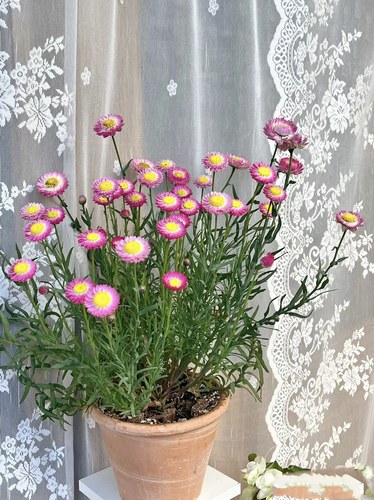 永生菊盆栽苗阳台庭院干花切花