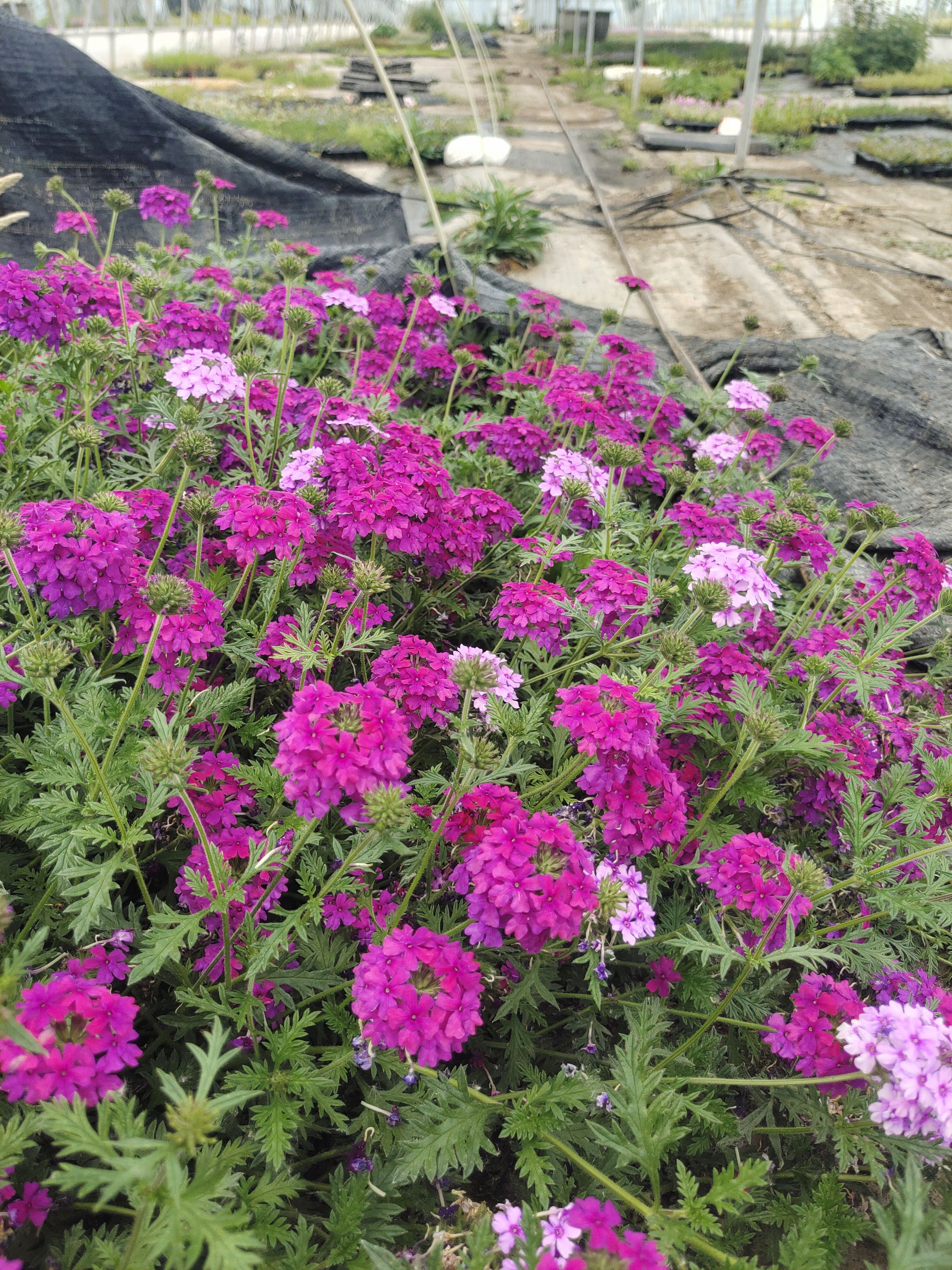 细叶美女樱盆栽苗宿根耐寒耐热花卉花期超长可垂吊阳台庭院造景苗
