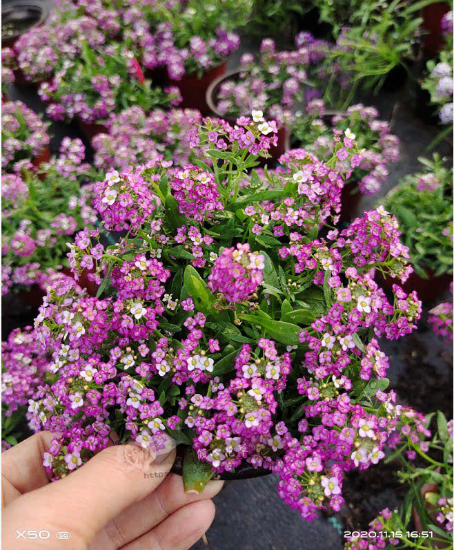 香雪球盆栽苗 耐寒垂吊植物多季开花好养阳台庭院秋播冬天开花