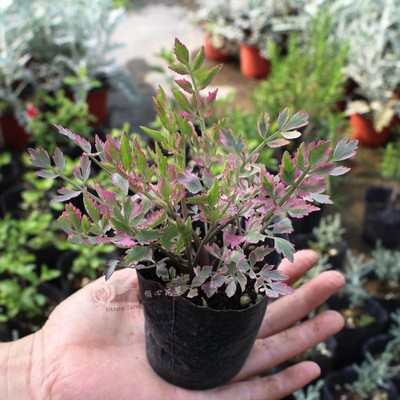 彩叶水芹盆栽苗阳台庭院植物水培