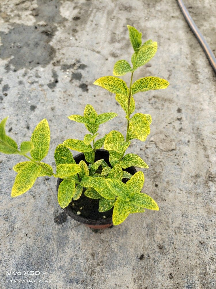 金脉忍冬盆栽苗 多年生金银花耐寒藤本绿植食用泡茶庭院阳台花镜