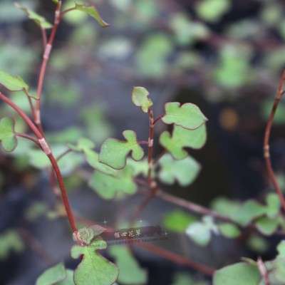 耐热耐半阴植物戟叶纽扣藤吊兰苗