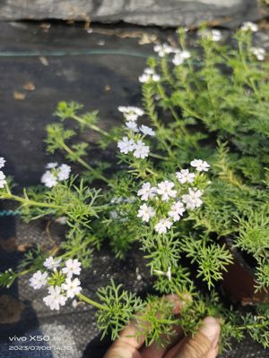 细叶美女樱盆栽苗清新小花耐寒多年生宿根庭院盆栽绿植花卉易养护