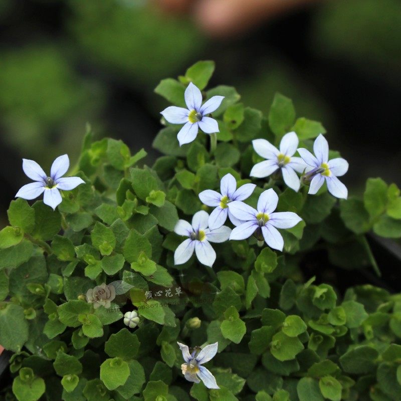 新西兰半边莲盆栽苗 蓝色 多年生耐寒地被开花植物 可组盆铺面用