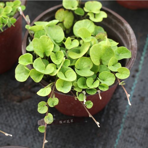 马蹄金苗银瀑可做多年生草本植物