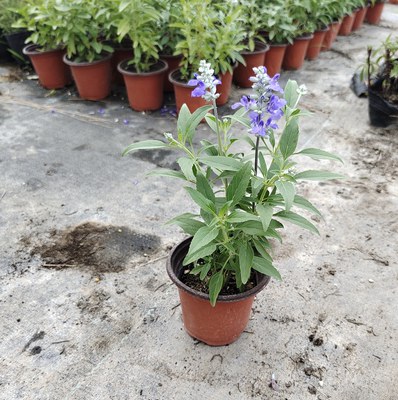 阳台庭院美观夏秋鼠尾草