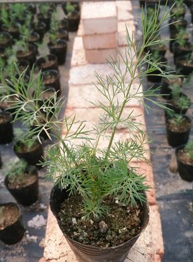 莳萝苗 香草苗 洋茴香Dill 西餐香料 烹饪调味 香草花卉小盆栽