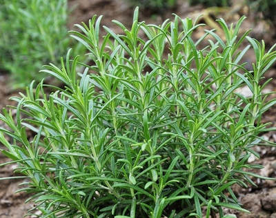 食用迷迭香盆栽苗耐寒驱蚊植物