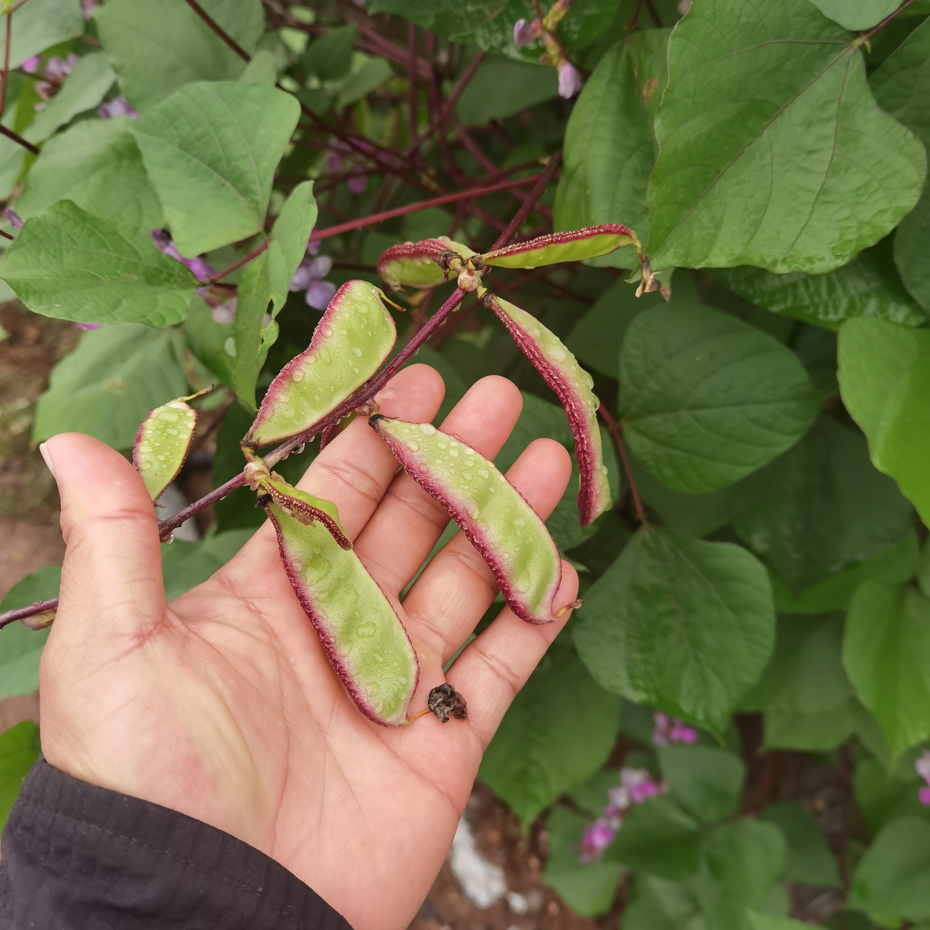 云南当季紫架豆猪耳朵新鲜扁豆眉豆时令蔬菜紫红眉豆角现摘现发