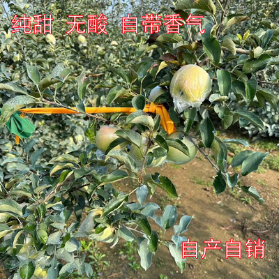 山东青岛胶南宝山明月苹果日本青森当季酥脆多汁水蜜桃青苹果