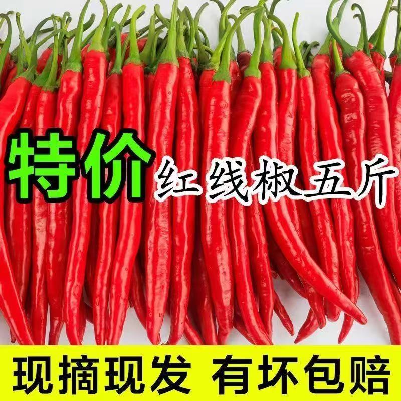 新鲜红线椒红二荆条红辣椒贵州红海椒红青椒新鲜蔬菜做剁椒辣椒酱