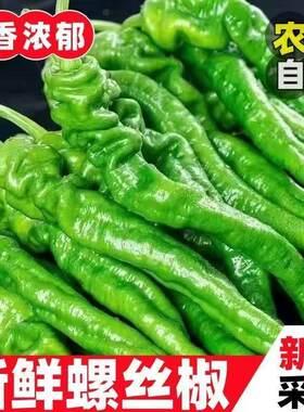 新鲜螺丝椒现采不辣辣椒云南正宗新鲜微辣辣椒皮薄肉厚新鲜青辣椒