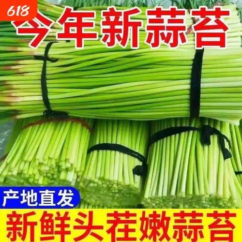 2026年新鲜现摘蒜苔5斤农家大蒜蒜薹当季蒜苗蔬菜蒜毫蒜台蒜芯10