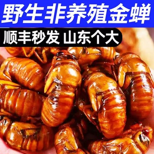 鲜活金蝉知了猴2026幼虫新鲜现捕爬叉猴爬蚱蚕蝉蛹速冻结了龟烧烤
