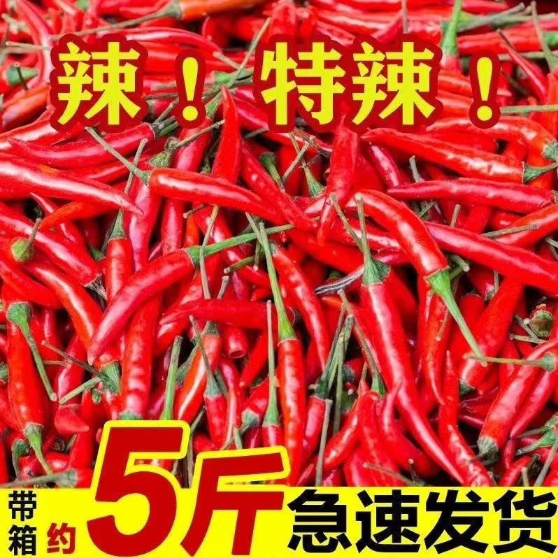 小米辣椒新鲜特辣朝天商用农家自种新鲜蔬菜小米椒批发5斤红椒指