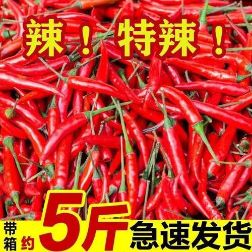 小米辣椒新鲜特辣朝天商用农家自种新鲜蔬菜小米椒批发5斤红椒指