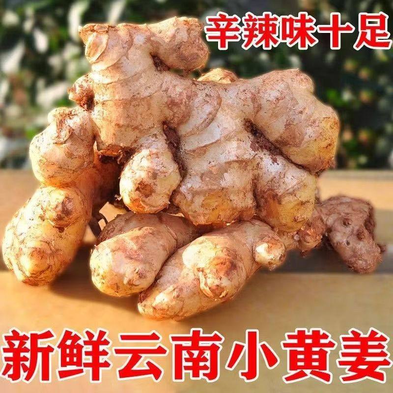 特级黄姜正宗云南小黄姜生姜农家自种新鲜老姜嫩姜仔姜月子姜整箱