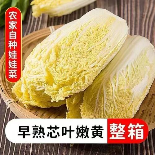 现摘新鲜蔬菜大颗头黄心娃娃菜娃娃菜新鲜高山黄心娃娃菜特价批发