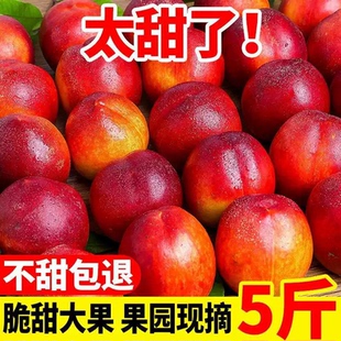 【2026新果】正宗黄心油桃应季新鲜水果现摘脆桃黄肉桃子整箱批发