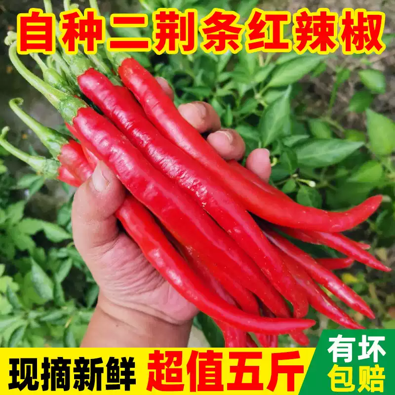 应季农家菜园自种新鲜蔬菜美人椒 青椒红椒红二荆条椒红椒辣椒酱