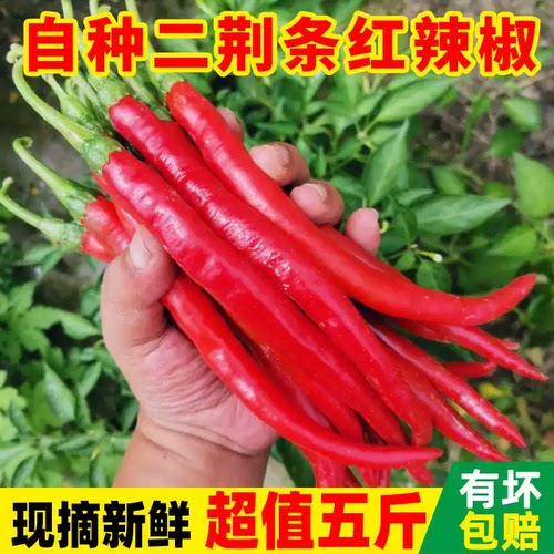 应季农家菜园自种新鲜蔬菜美人椒 青椒红椒红二荆条椒红椒辣椒酱