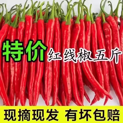 红辣椒新鲜二荆条红线椒贵州现摘蔬菜红海椒辣子香辣做剁椒辣椒酱