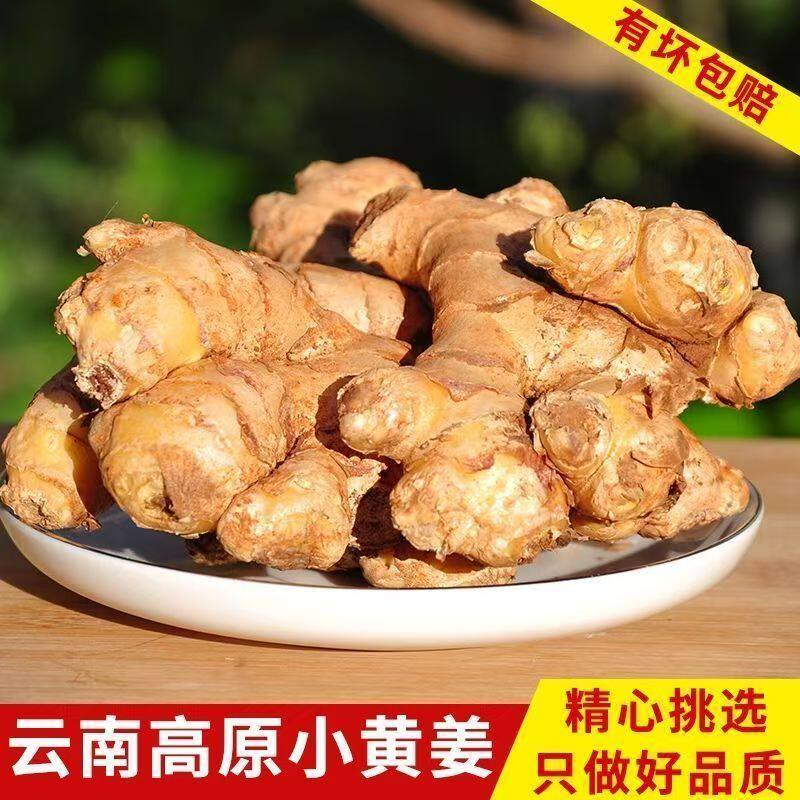 正宗云南小黄姜生姜新鲜现挖仔姜月子姜沙姜批发辛辣十足