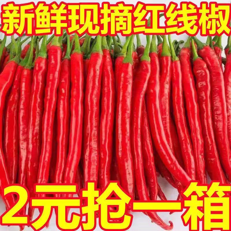 新鲜红线椒红二荆条红辣椒贵州红海椒红青椒新鲜蔬菜做剁椒辣椒酱