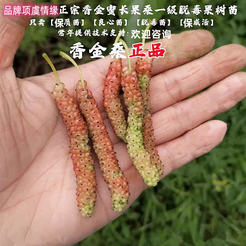 果树苗香金葚长白桑金香蜜白色长果桑盆栽地栽种植果桑苗桑椹树苗