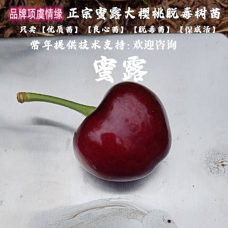 特大早熟甜樱桃树苗嫁接蜜露大樱桃苗北方南方盆栽地栽种植果树苗