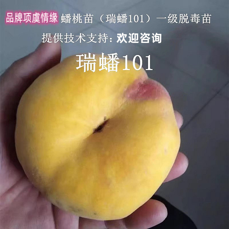 中秋国庆熟黄金蟠桃树苗嫁接新品种晚熟瑞蟠101蟠桃苗南北方种植