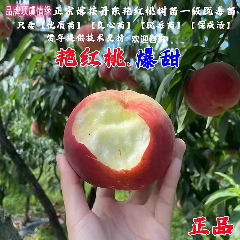 桃树果苗丹东河口艳红桃树苗嫁接燕红桃水蜜桃苗抗寒南方北方种植