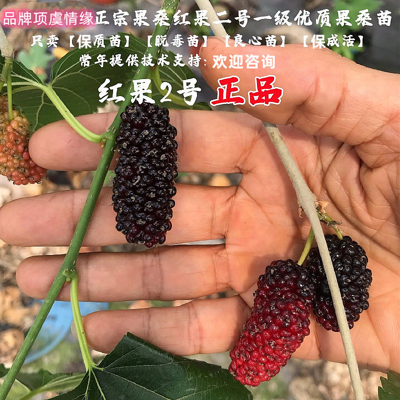 桑葚树苗四季结果甜桑葚活苗红果2号果桑苗南方北方种植当年结果