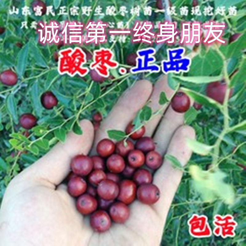 嫁接枣树活苗南方北方盆栽早熟马牙枣月光枣抗寒酸枣树苗当年结果