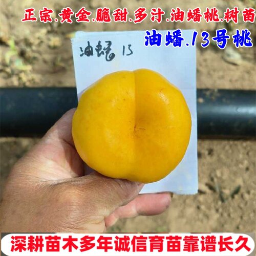 嫁接特大脆甜早熟黄金油蟠桃树苗中油蟠13号油蟠桃苗庭院盆栽桃子