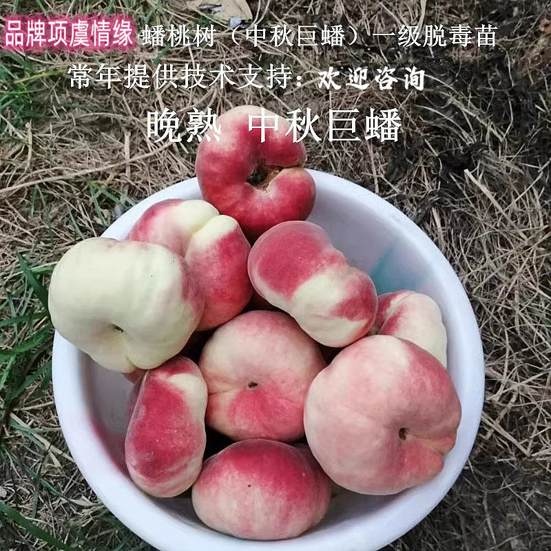 中秋巨蟠桃树苗嫁接特大国庆红毛蟠桃苗晚熟水蜜桃果树苗当年结果