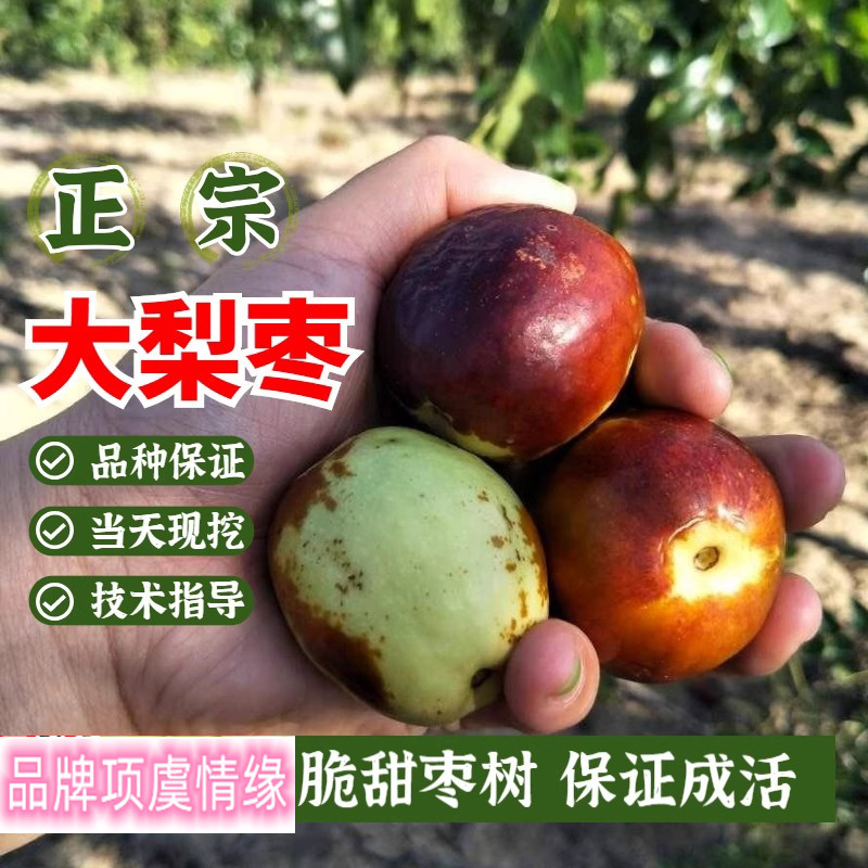 特大中华大梨枣树苗活苗当年结果地栽早熟脆甜大枣青枣冬枣盆栽