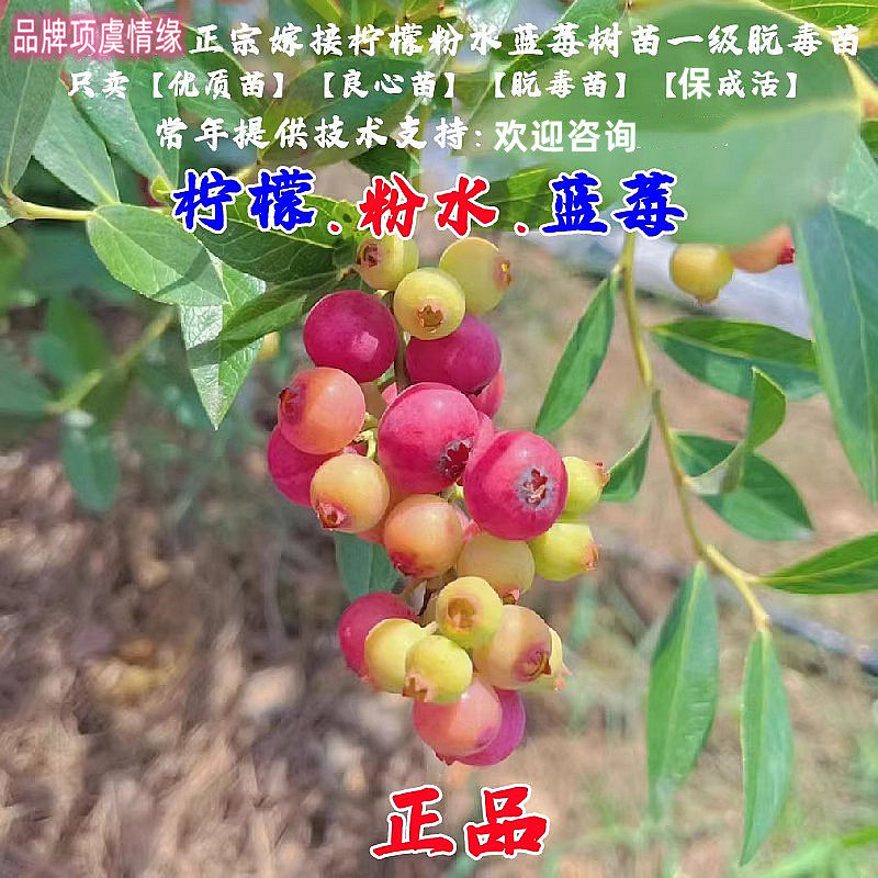 粉色蓝莓苗果苗四季结果粉红柠檬水蓝莓树苗阳台盆栽地栽当年结果