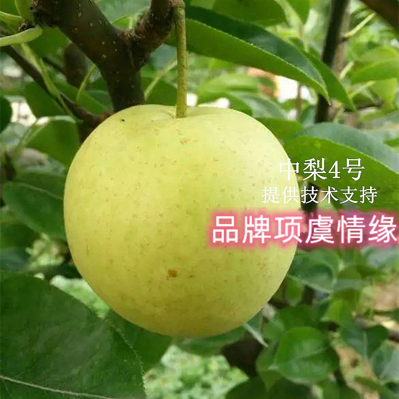 嫁接早熟梨树果苗中梨四号梨树苗酥脆4号梨苗南北方种植当年结果