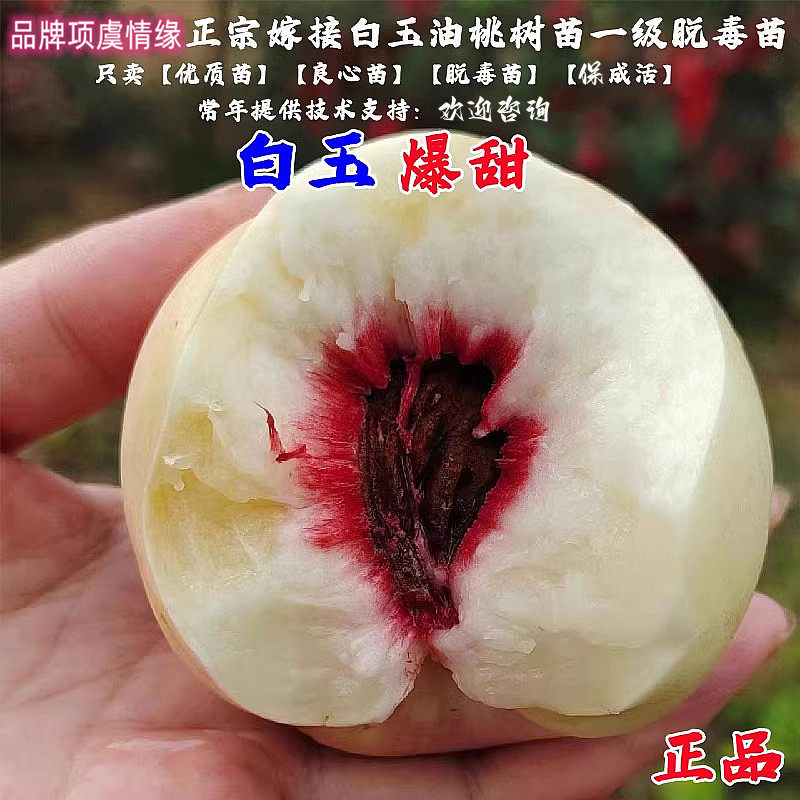 嫁接晚熟白玉油桃树苗离核10月国庆成熟油桃苗南北方种植当年结果