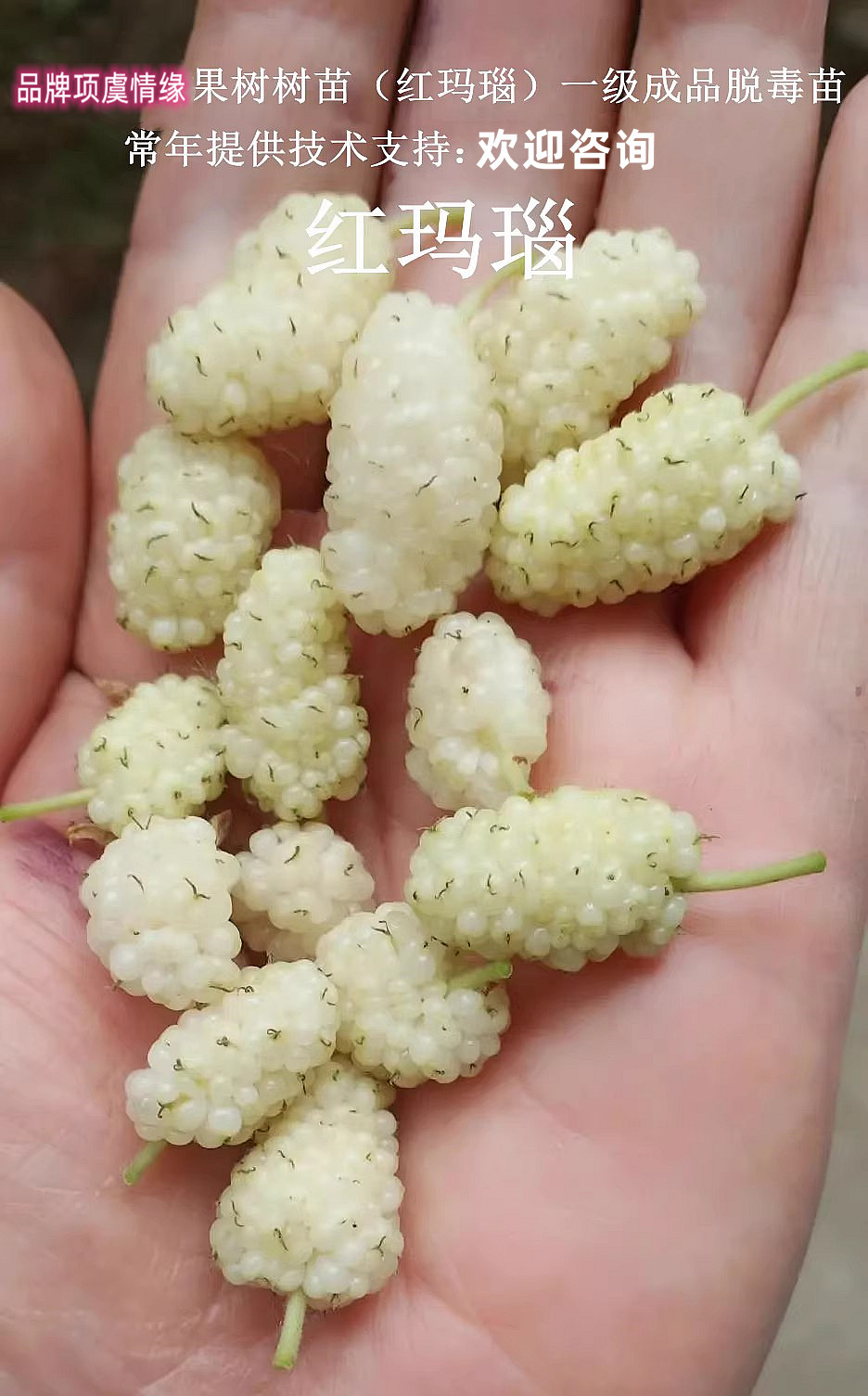 桑葚树苗四季纯甜白桑红玛瑙果桑苗南方北方种植桑树活苗当年结果