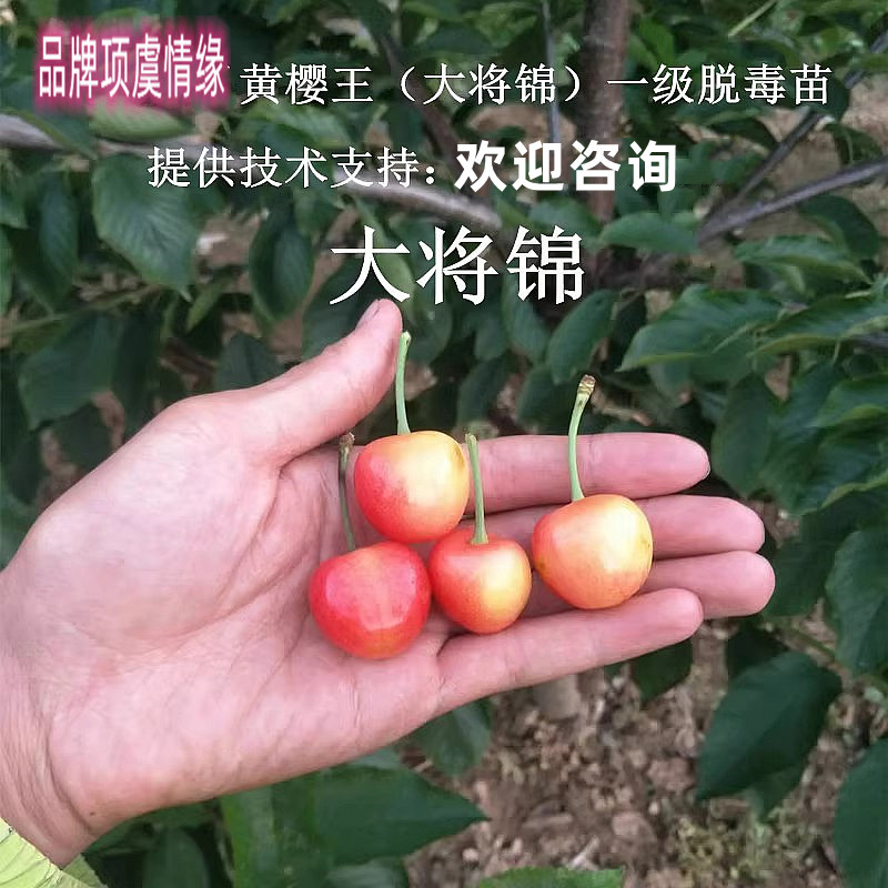 嫁接黄樱王大樱桃苗大将锦黄蜜甜水晶樱桃树苗盆栽地栽南北方种植