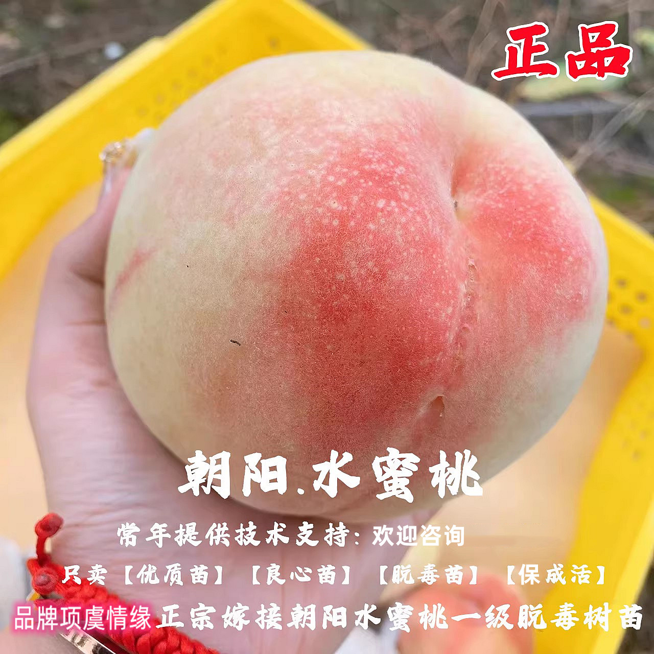 正宗嫁接无锡阳山水蜜桃树苗朝阳蜜桃苗软桃盆栽庭院地栽当年结果